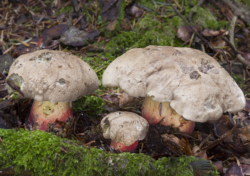 Boletus calopus